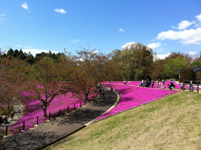 牛久大仏の芝桜