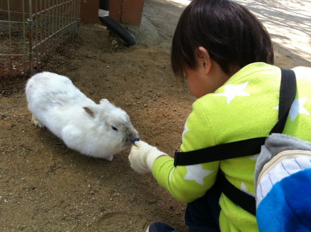 ふれあい小動物園のうさぎ餌やり