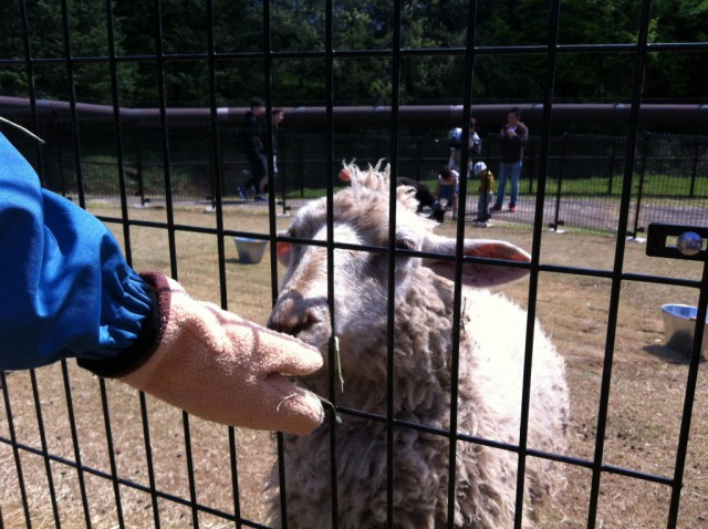 ふれあい小動物園のやぎ