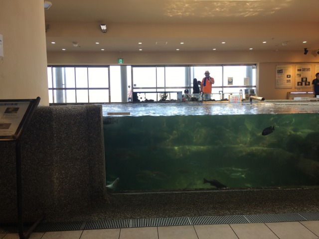 南房総の白浜への旅:渚の駅・たてやま3