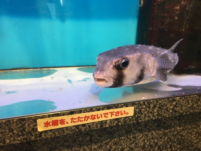 南房総の白浜への旅:渚の駅・たてやま4